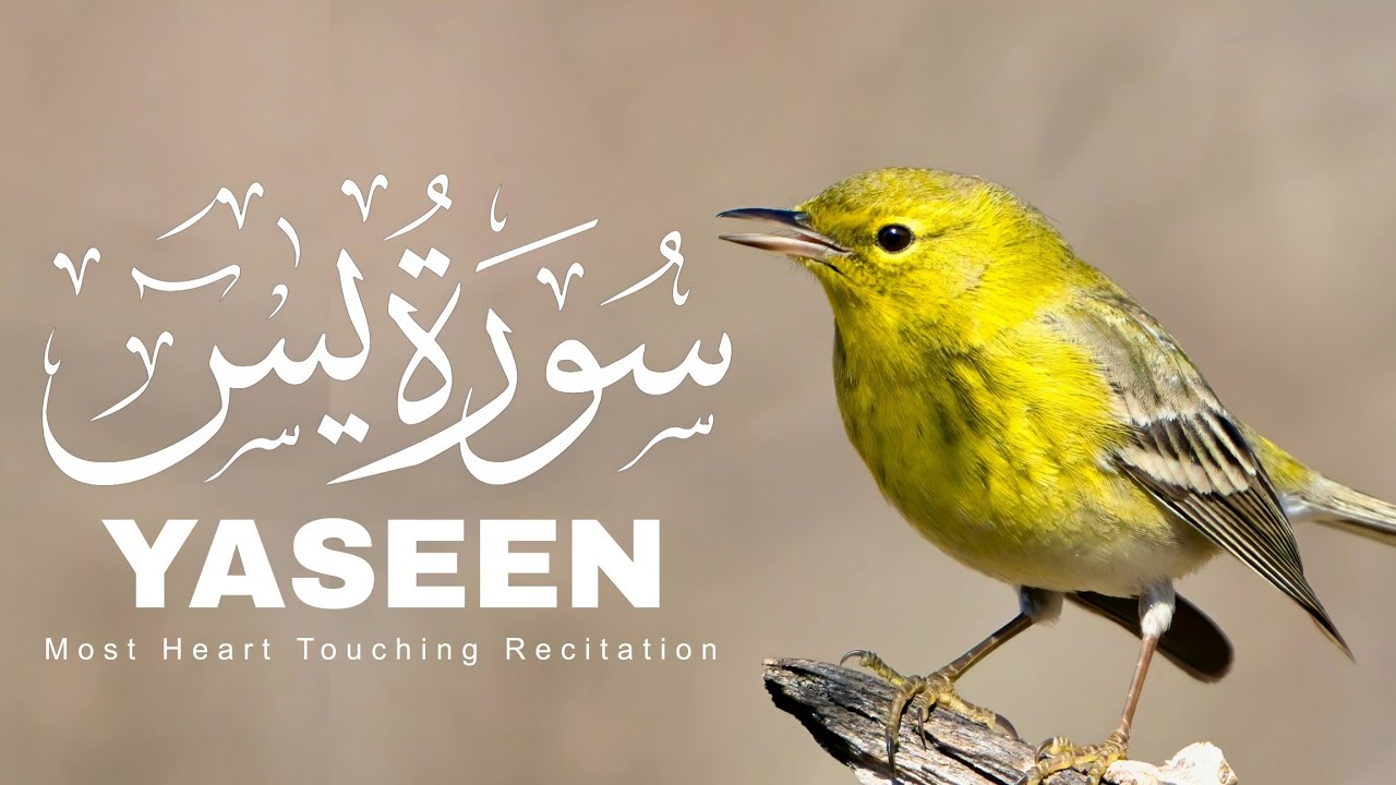 Surah Yaseen 💙 Surah Ar Rahman 🕋 Best Qur'an Recitation | Surah Yasin full | Arabic text HD (6)