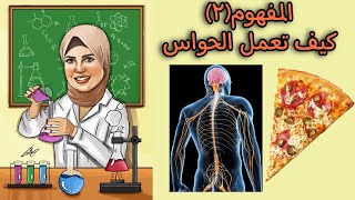 كيف تعمل الحواس_الحيوانات الليليةوالجهاز العصبي والبيتزا_علوم الصف الرابع المنهج الجديد2022 .