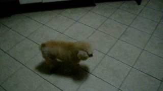 Nina Dançando Rebolation 2