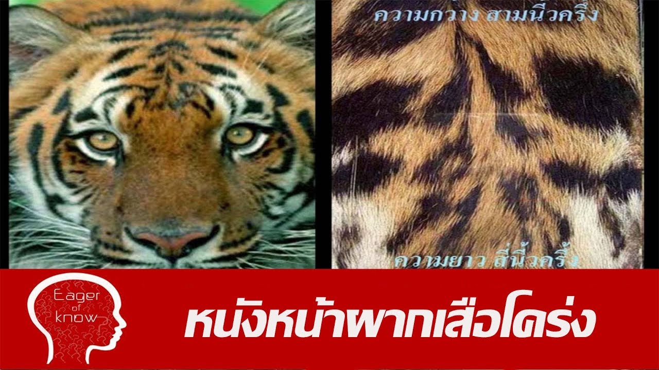 หน้าผากเสือ ของขลังในตำนาน | Eager of Know