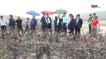 Đồng chí Trần Quốc Vượng - Nguyên TT Ban Bí thư - ĐBQH tỉnh Yên Bái thăm một số mô hình KT tại MCC