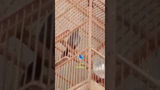 Cingcoang Biru  Jongkangan Biru  Brachypteryx Montana