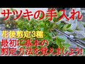 サツキの手入れ花後剪定３種最初に基本の剪定方法を覚えましょう!