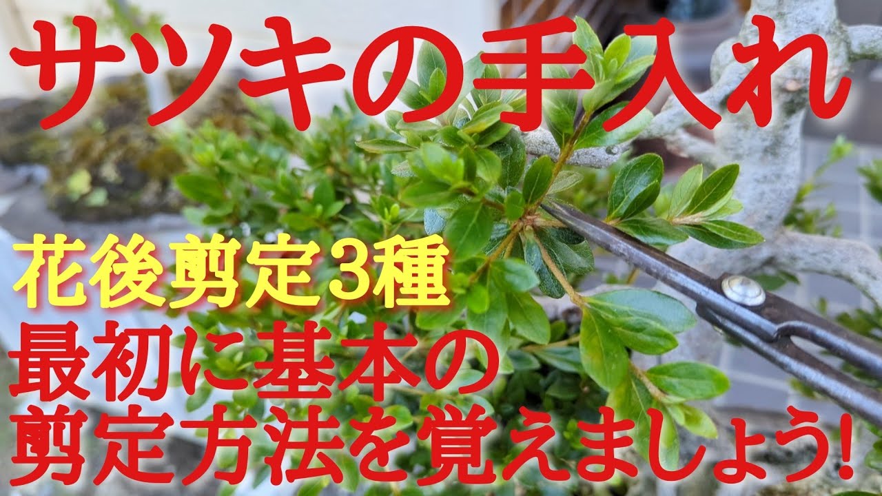 サツキの手入れ花後剪定３種最初に基本の剪定方法を覚えましょう Youtube