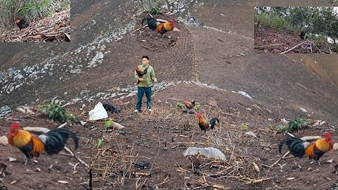 Gà rừng đập cánh cực hay. Qaib qus ntxuaj ti zoo tiag tiag