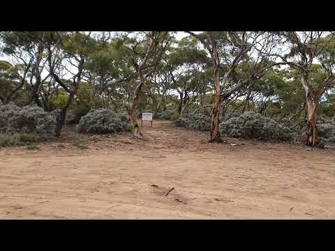 Nullarbor Trip Free Camp 03 SA 55k West of Yalata 37k East of Nullarbor Roadhouse Dog friendly