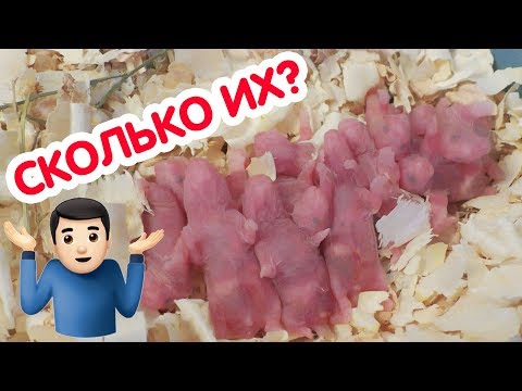 Новорожденные хомячки. Хомячиха родила что делать?