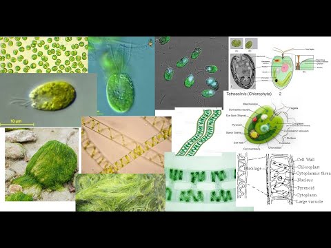 Vidéo: Pourquoi la spirogyre est-elle une algue ?