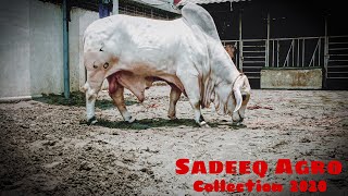 Sadeeq agro 2020 collections | biggest ...
