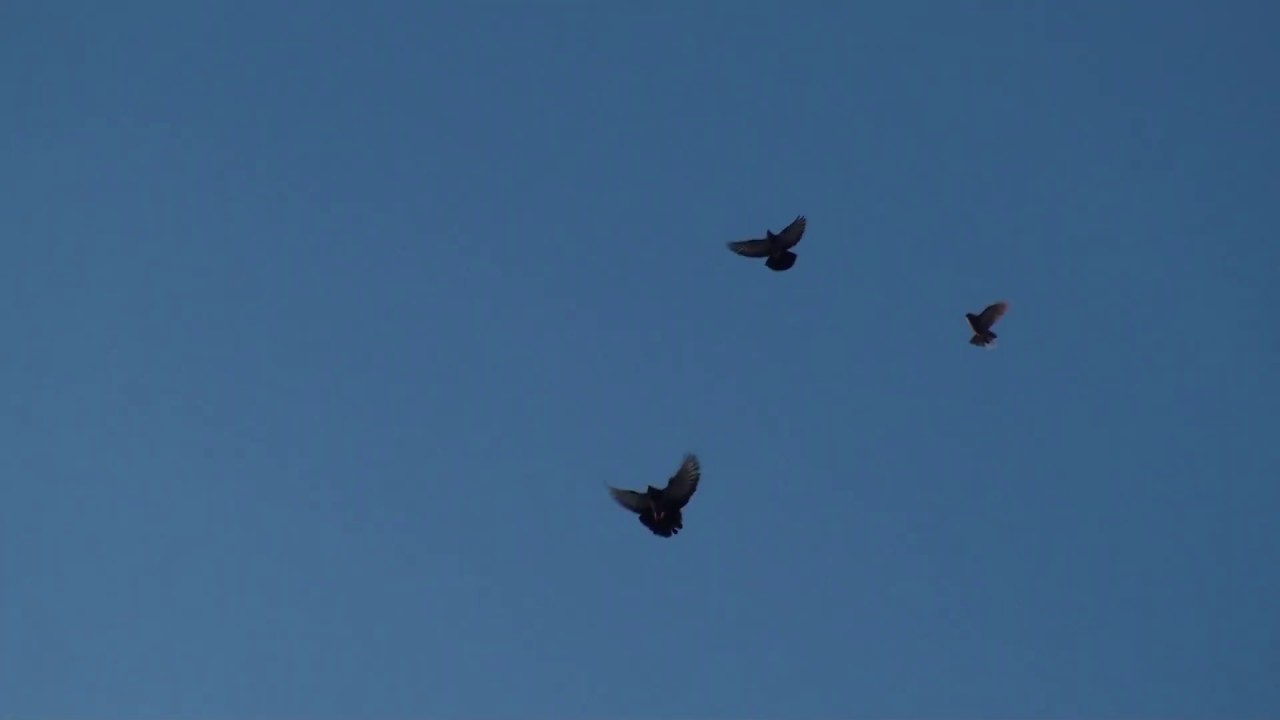 Полеты по голубому небу - YouTube