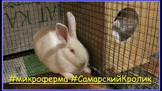 Микроферма "Самарский Кролик". Первые окролы.