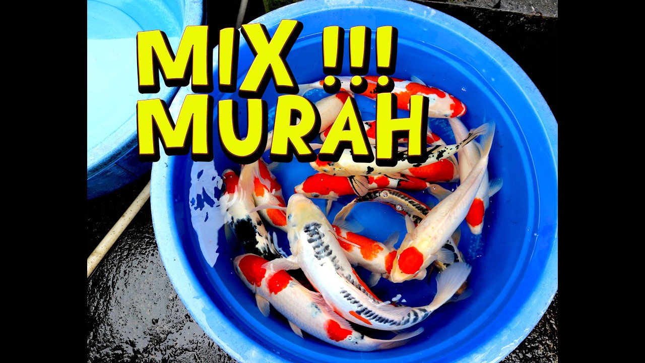 READY STOCK MIX !!! | 02-03-2026
