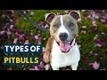 Types of Pitbulls: Your A to Z Video Guide Of Every Breed!