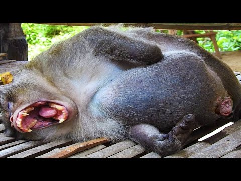 बंदर बच्चे को जन्म कैसे देते हैं | Monkey Giving Birth | Zebra Birth | Wildebeest Birth