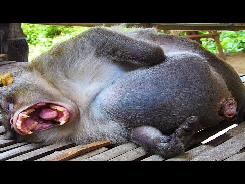 वीडियो: बंदर का बच्चा क्या है?
