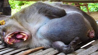 बंदर बच्चे को जन्म कैसे देते हैं | Monkey Giving Birth | Zebra Birth | Wildebeest Birth