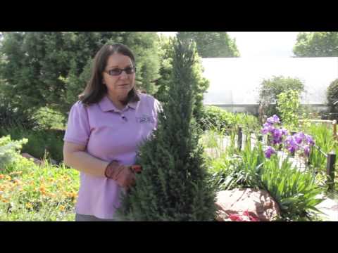 וִידֵאוֹ: Pruning A Juniper Bush - Pruning And Training An Upright Juniper