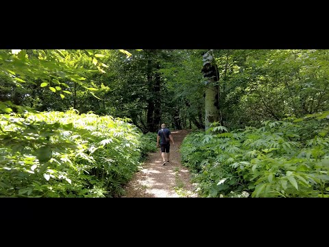 საზაფხულო პიკნიკი საბადურის ტყეში და თევზის მწვადი