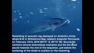 Balaenoptera Bonaerensis Bio Duck