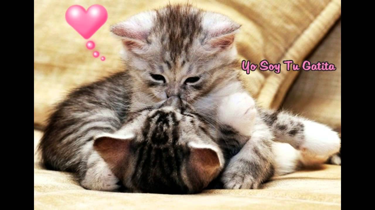Gatita yosoy tu LAS WACHITURRAS