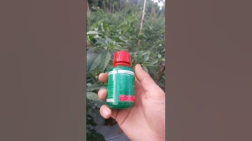 Mengatasi keriting daun tanaman cabe #shorts #arispipit #tanamancabe