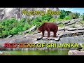 Red bear of sri lanka  mystery bear