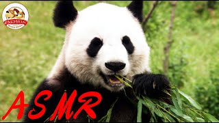 【パンダのASMR】カリッ…カリッ…竹を食べる咀嚼音が心地よすぎ！食事風景をそのままお届け！【どうぶつ奇想天外／WAKUWAKU】