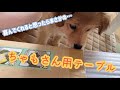 ちゃもさんご飯用テーブル買ってみたら、、、