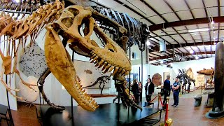 Crazy Fossils and Beautiful Crystals at the Mineral & Fossil Co-Op!  Tucson Gem Show 2020.