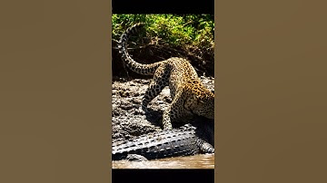 Leopard bite on crocodile #wildlife #animals #wildanimals #documentary