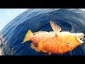 Bottom Fishing / Stand up and fight