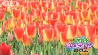 国内最多500品種のチューリップ　富山・砺波市（11/05/02）