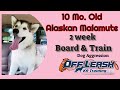 10 mos Alaskan Malamute (Maya)| Dog Aggression Training | Delaware Dog Trainer 10 mos Alaskan Malamute (Maya)| Dog Aggression Training | Delaware Dog Trainer