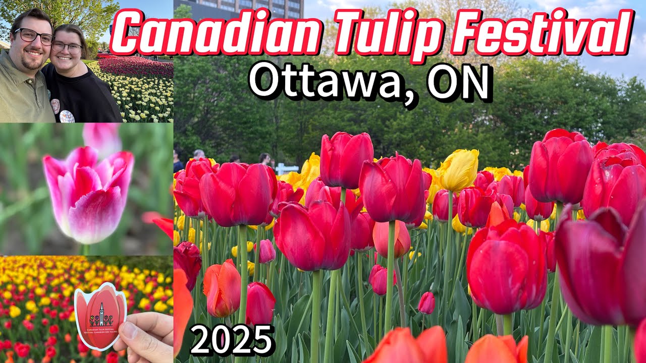 Exploring the Canadian Tulip Festival 2025 at Commissioners Park in Full Bloom | Ottawa, Ontario 🌷