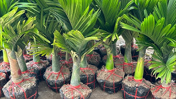 Cau lùn chuẩn sịn hàng F1 hàng hiếm khó tìm về có 30 cây || sdt/0867.878.995