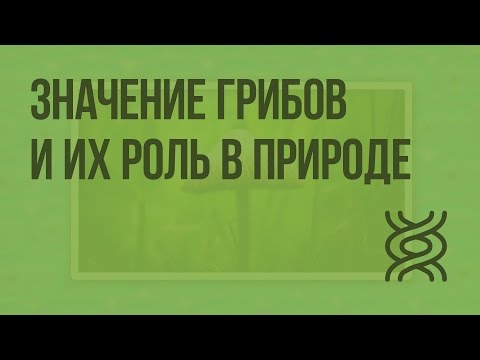 Значение грибов и их роль в природе. Видеоурок по биологии 5 класс