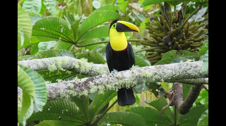 Birding Ecuador by Tammy Martin