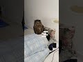 今日のジュニ君🦉