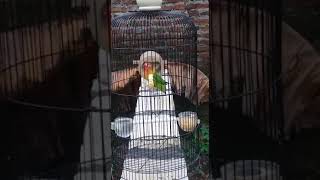 Lovebird Melinda KnvSf