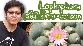 โลโฟโฟร่า Lophophora วิธีเลี้ยงให้สวยและออกดอก | Cactus Journey EP.28