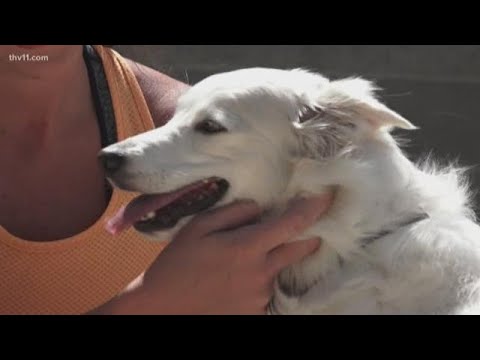 Video: Pasje lase lahko vžgejo v vročem pločniku. Tukaj je, kako preprečiti, da se zgodi