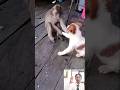 Monyet dan doggy berantem rebutan roti #monkey #lucu #funny