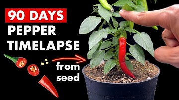 Growing PEPPER 🌶️ From Seed - 90 Days Time Lapse