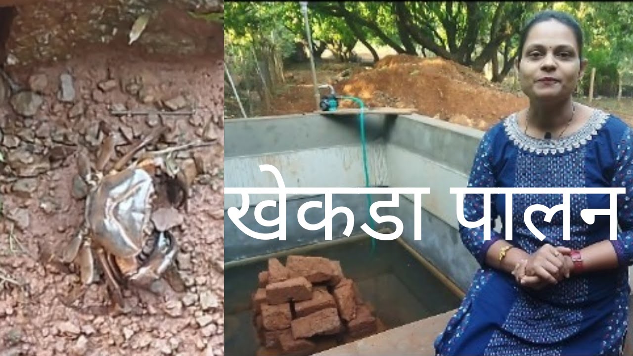 CRAB FARMING  FULL INFORMATION | खेकडा पालनसंपूर्ण माहिती