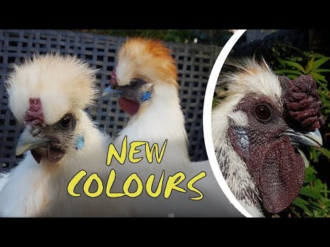 Silkie Chicken Colors Chart