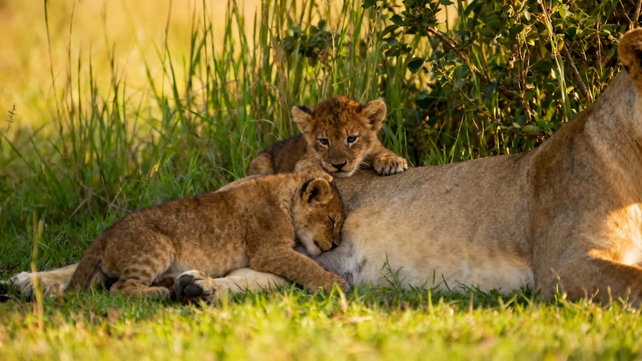1 Hour Relaxing Lion family ambience & Peaceful sounds