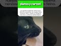 ¡Gatos y cartón!