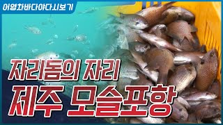 자리돔의 자리, 제주 모슬포항 #자리돔 #자리돔회