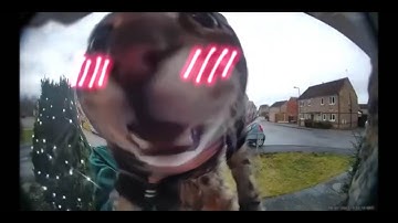 Cat Meows into door camera but disappears