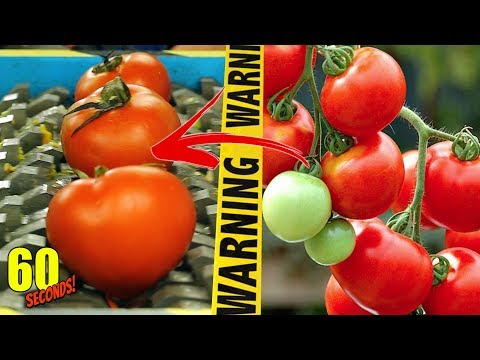 【60秒間の実験】シュレッダー VS トマト | Tomato (60 Seconds!)